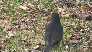 Amsel  Futtersuche [upl. by Raymund]