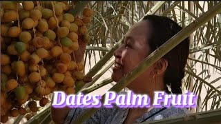 Dates Palm Fruit ang daming bunga dates [upl. by Atnoed]