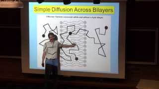 Simple Diffusion Across Lipid Bilayers [upl. by Dalia445]