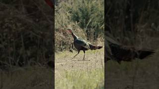 Pushing the safety off on a Kansas longbeard turkeyhunting longbeard turkeyseason [upl. by Pelpel836]