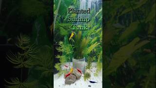 I can update my shrimp tank 🥰plantedaquarium shrimp youtubeshorts [upl. by Enialahs]