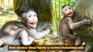 Milkaddicted monkeys cling to their mothers demanding milk making it unbearable for their mothers [upl. by Erihppas439]