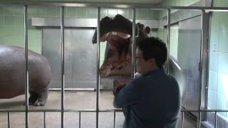 Hippo Feeding at the Cheyenne Mountain Zoo [upl. by Uyr]