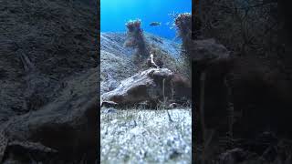 It’s a Batfish adventure explore underwater gopro fish oddlysatisfying weird [upl. by Gronseth931]