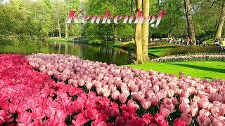 Keukenhof 2018  The most beautiful flower park in the world [upl. by Nasia681]