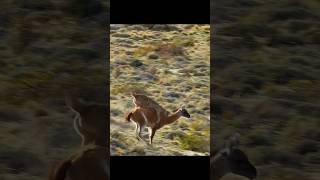 kangaroo versus tiger  subscribe animals nature [upl. by Teddman]