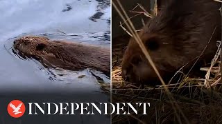 Beavers released into Scottish national park for first time in 400 years [upl. by Edmead436]