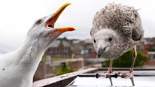 My Pet Seagulls Wont Stop Fighting Each other [upl. by Woodsum290]