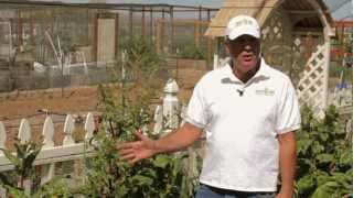 Saving Seeds How to Save Swiss Chard Seeds [upl. by Dareen]