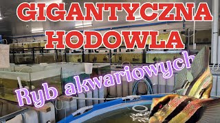 GIGANTYCZNA HODOWLA RYB AKWARIOWYCH wwwskalarfarmpl [upl. by Enilkcaj]