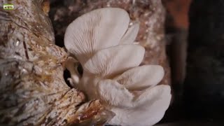 Growing Mushrooms at Home Super Easy Anyone Can Do And Harvest Every Day [upl. by Neva913]