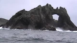 Shark Attack Predation at Farallones great white shakes sea lion [upl. by Adnamra]