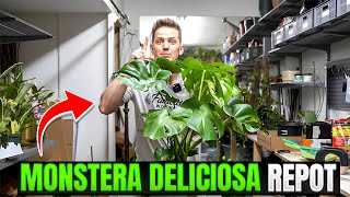 How to Repot Monstera Deliciosa ITS EASY [upl. by Hayalat956]