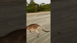 Kangaroos on the beach [upl. by Oisor]