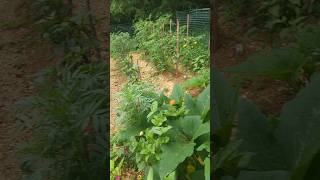 Natural Organic Garden Bloom 🌱 Garden ASMR ✨️ gardening homestead natureasmr gardenasmr garden [upl. by Rimahs]