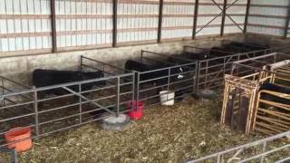 EnduraGate Setup Demonstration for Calving [upl. by Notneiuq]