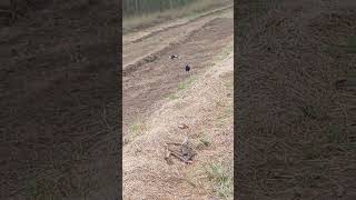 Magpies enjoying some bugs in fresh turned soil [upl. by Cathleen]