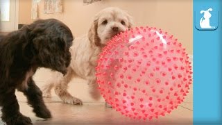 Two Cocker Spaniel Puppies Amazed By Pointy Squeaky Ball  Puppy Love [upl. by Nelleh]