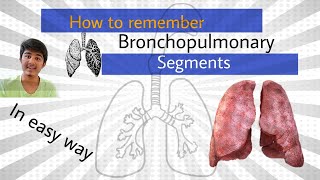 How to remember bronchopulmonary segments Anatomy [upl. by Anneiv441]