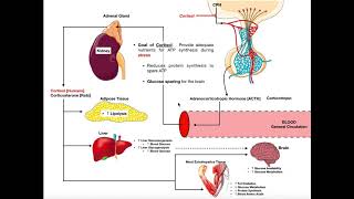 Specific Hormones  Functions of Cortisol [upl. by Nylhtac]