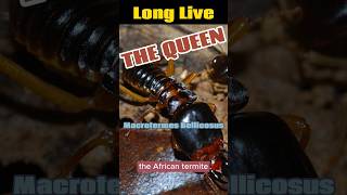 Long Live The Queen  Macrotermes Bellicosus [upl. by Ausoj271]