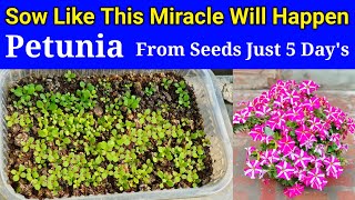 How To Grow Petunia From Seeds  How To Plant Petunia Seeds  How To Grow Petunia Plant amp Seeds [upl. by Dnomal187]