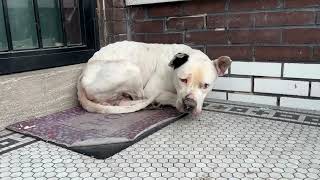 A freezing dog rescue  Stray Rescue of StLouis [upl. by Fafa]