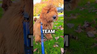 ✨️TEAM ROBLOX OR MINECRAFT PUPPY✨️ shorts puppy dog [upl. by Lerud]