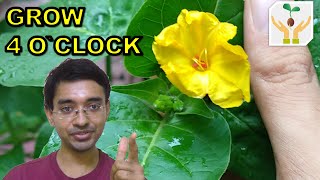 How to Grow 4 OClock Mirabilis Jalapa from Seeds [upl. by Ecnarrot]