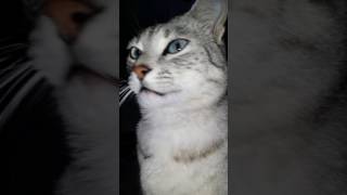 Oscy the Egyptian mau cat wont stop meowing [upl. by Nnagem]