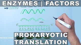 Factors and Enzymes in Prokaryotic Translation [upl. by Nalek462]