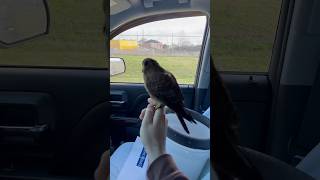 American Kestrel falcon gets her face grabbed by an invasive European Starling [upl. by Egroj]