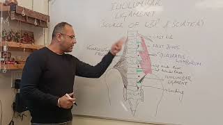 Biomechanics of Iliolumbar Ligament  A Potential source of Lower Back Pain and Sciatica [upl. by Fleeman]