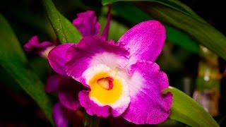 Wie pflege ich Dendrobium nobile Hybriden  Bambusorchidee  Alles über Orchideen 12 [upl. by Taka162]