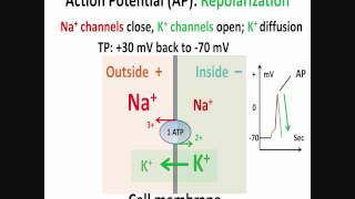 Neuron Action Potential Part 2 Depolarization Repolarization Hyperpolarization [upl. by Estel]