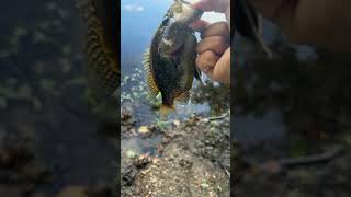 fishing ohio fish bass sunfish bank bankfishing ultralightfishing ultralight yt shorts [upl. by Llennoj]