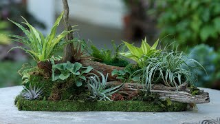 Miniature Woodland Tabletop Garden 🥰🌿💚  Garden Answer [upl. by Atinar]