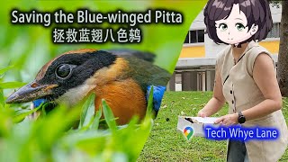 Saving the Bluewinged Pitta 蓝翅八色鸫  Tech Whye Lane [upl. by Colfin]