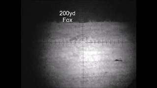 Fox shooting with the Vulpine MK2 Night vision 1028x768 Oled screen amp Solaris SRX laser IR [upl. by Rayle169]