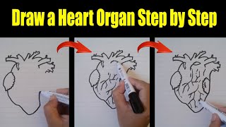 Learn to draw a Heart Organ Step by Step [upl. by Ayotna407]