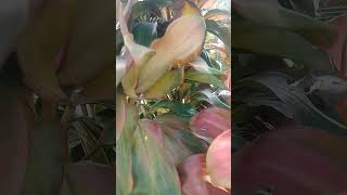 Ti plant Cordline fruticosa Asparagaceas nature relaxingsound shortvideo garden 😌 [upl. by Airetas]