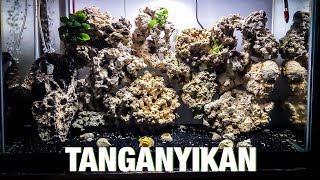 29 Gallon Tanganyikan Tank [upl. by Ynnavoj]