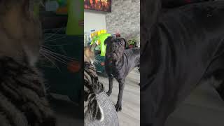 Cane Corso x Dogue de Bordeaux and the Beast [upl. by Leelah]