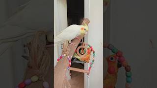 Leo the Sun Conures Acrobatics 😅 cockatielscraze [upl. by Tull]