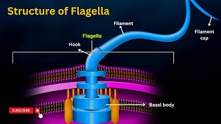 Flagellar structure Structure and Function of Falgella Explainedquot [upl. by Kathye]