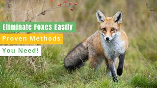 How To Get Rid of Foxes  Removing Foxes Safely amp Effortlessly [upl. by Mikaela]