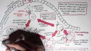 Part I  Mucosal Immunity [upl. by Ellary]