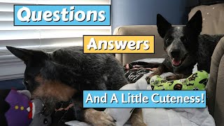 QampA Food Weight Loss And Rescues  Australian Cattle Dog [upl. by Ytsihc]