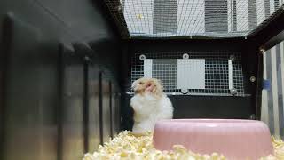 Pair Teddy Bear Hamster  New Enclosure [upl. by Farah]