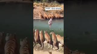 bachane Wala Hai Bhagwan marne wala hai bhagwan🙏😭😲😲shortvideos [upl. by Mendoza319]